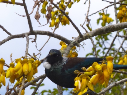 Nothing says spring in New Zealand like a tui in a kowhai tree (pronounced, ko-fai)